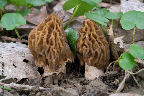 Verpa bohemica mushroom in the leaves. Known as wrinkled thimble morel or early false morel. Two edible mushrooms in poplar forest.