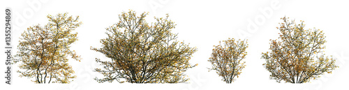 Viburnum dentatum and Corylus avellana autumn bush shrub almost without leaves isolated png on a transparent background premium realistic cutout (common, black, European alder)