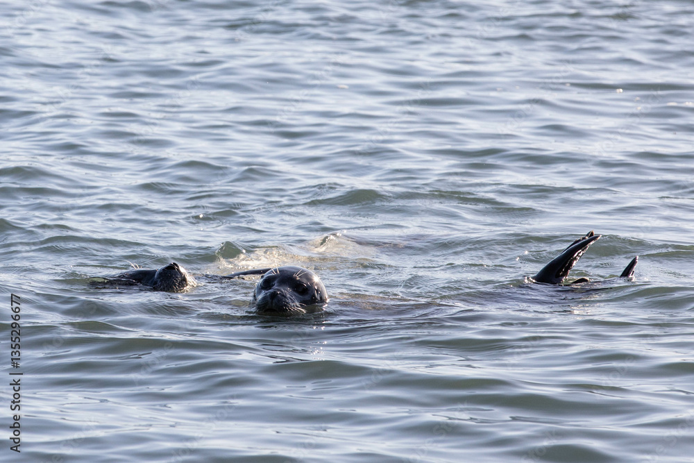 Obraz premium two seals swimming in the sea
