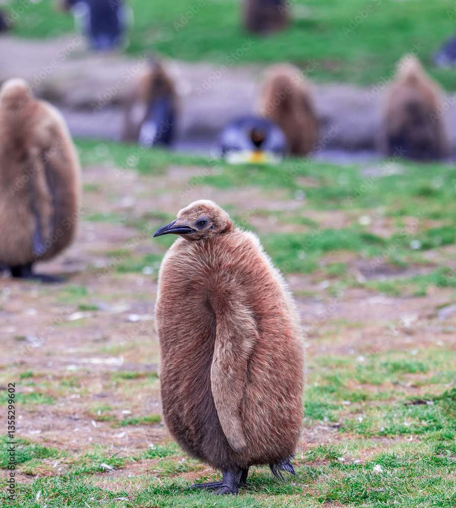 Obraz premium photographing kin penguins and chicks Fortuna Bay South Georgia