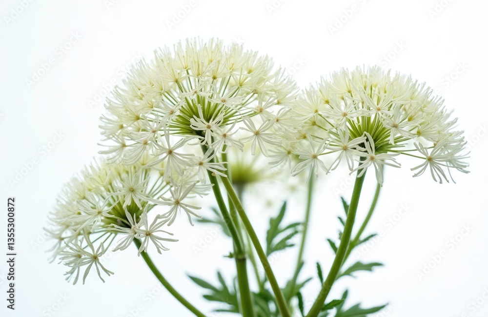 Close-up of Queen Anne lace flowers on white background. Delicate white umbels with green stems, leaves. Wildflower flora bloom. Natural beauty, botanical art. Spring, summer, nature photo. Close-up of Queen Anne lace flowers on white background. Delicate white umbels with green stems, leaves. Wildflower flora bloom. Natural beauty, botanical art. Spring, summer, nature photo.