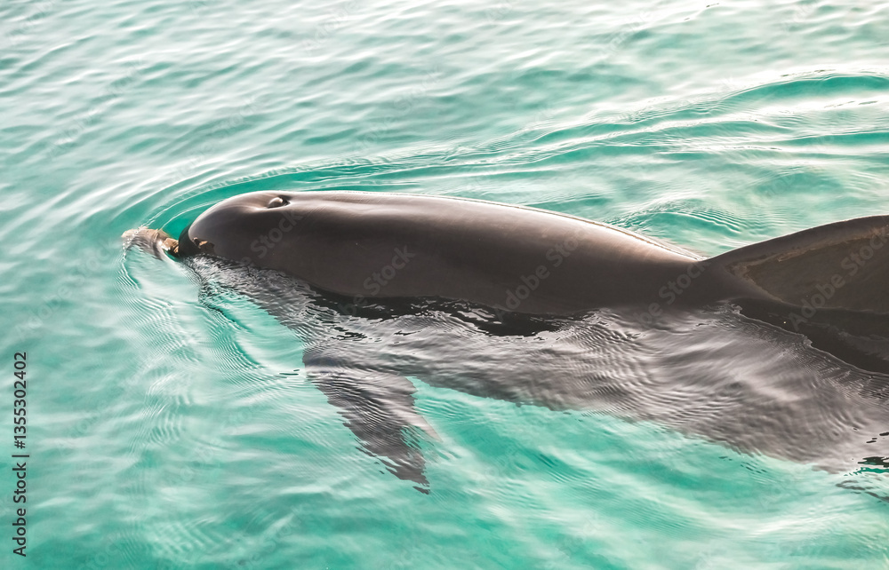 Obraz premium Dolphin