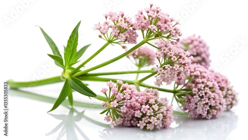 lavender flowers isolated on white background
