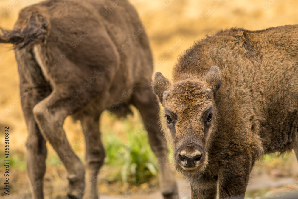 Fototapeta premium young bison, bison, bonasus, young, calf, mammal, european, wisent