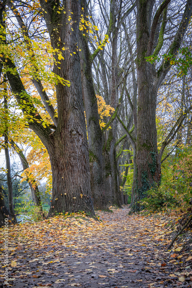 Fototapeta premium autumn in the park