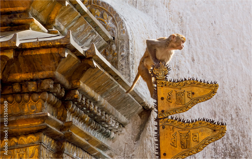 Rhesus Macaque Monkey on the golden flags of a Nepalese Temple
