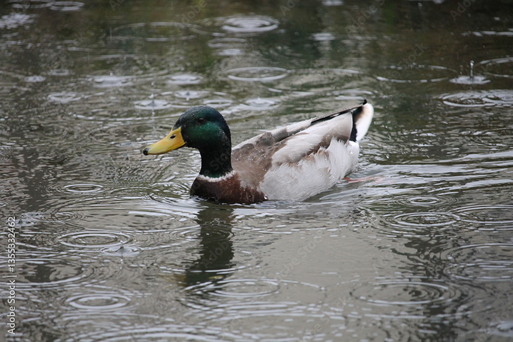 Obraz premium Canard sous l'eau