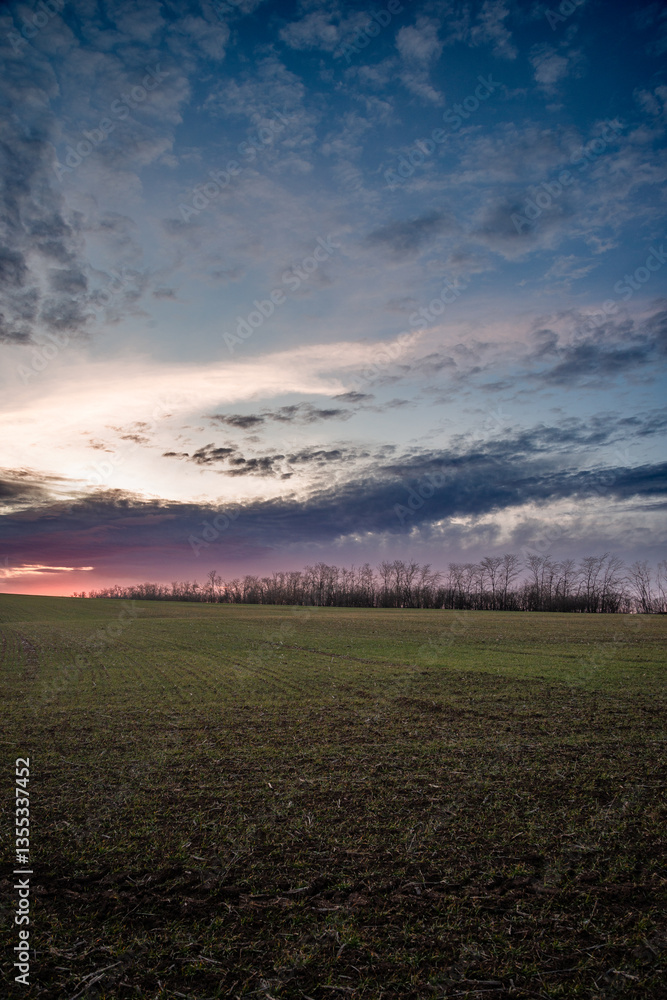 Obraz premium Evening landscape on the green field with wheat.Landscape at the sunset , clouds with red and purple colors , beautiful sun and sunset.Trees and forest near the field 