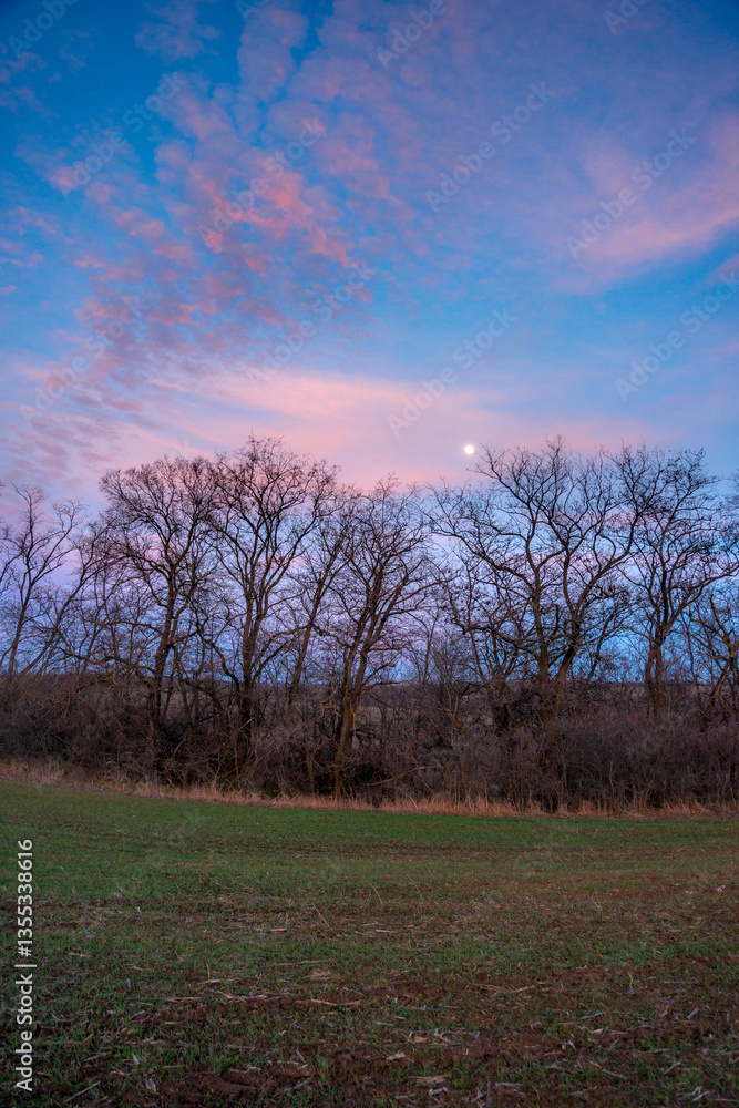 Obraz premium Evening landscape on the green field with wheat.Landscape at the sunset , clouds with red and purple colors , beautiful sun and sunset.Trees and forest near the field 
