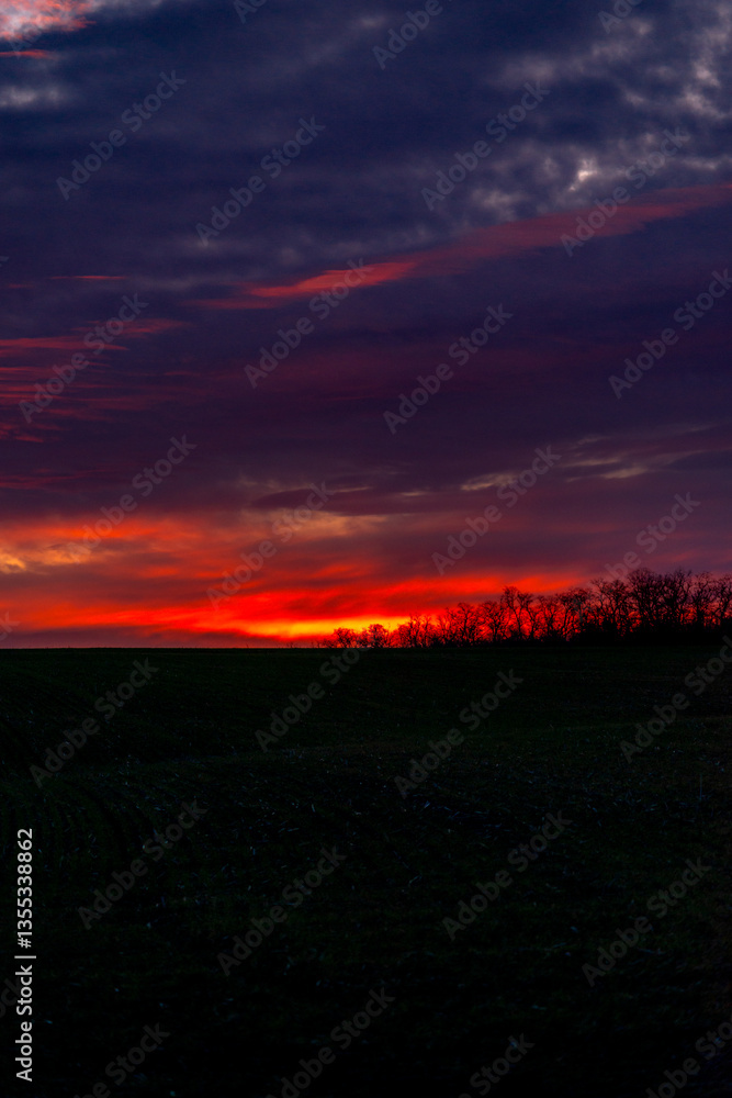 Obraz premium Evening landscape on the green field with wheat.Landscape at the sunset , clouds with red and purple colors , beautiful sun and sunset.Trees and forest near the field