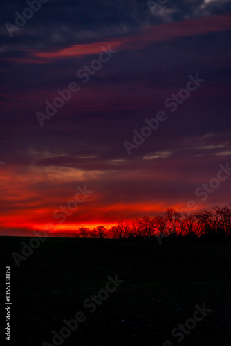 Evening landscape on the green field with wheat.Landscape at the sunset , clouds with red and purple colors , beautiful sun and sunset.Trees and forest near the field 