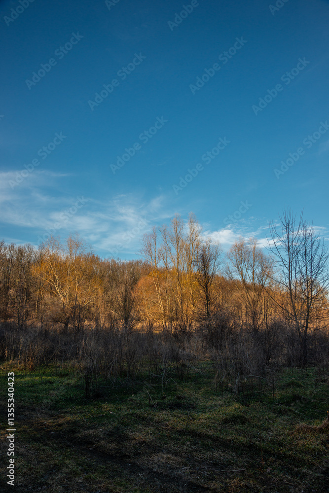 Fototapeta premium Landscape photography in the forest at the spring evening , beautiful colors , sunny days 