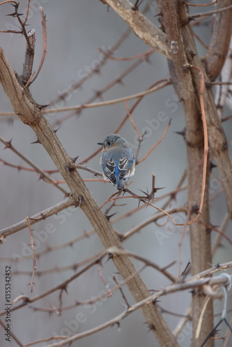 An eastern bluebird among thorny branches in winter