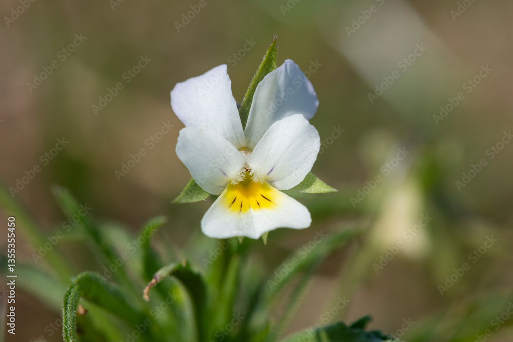 Macro shot of a field pansy (viola arvensis) flower in bloom Macro shot of a field pansy (viola arvensis) flower in bloom