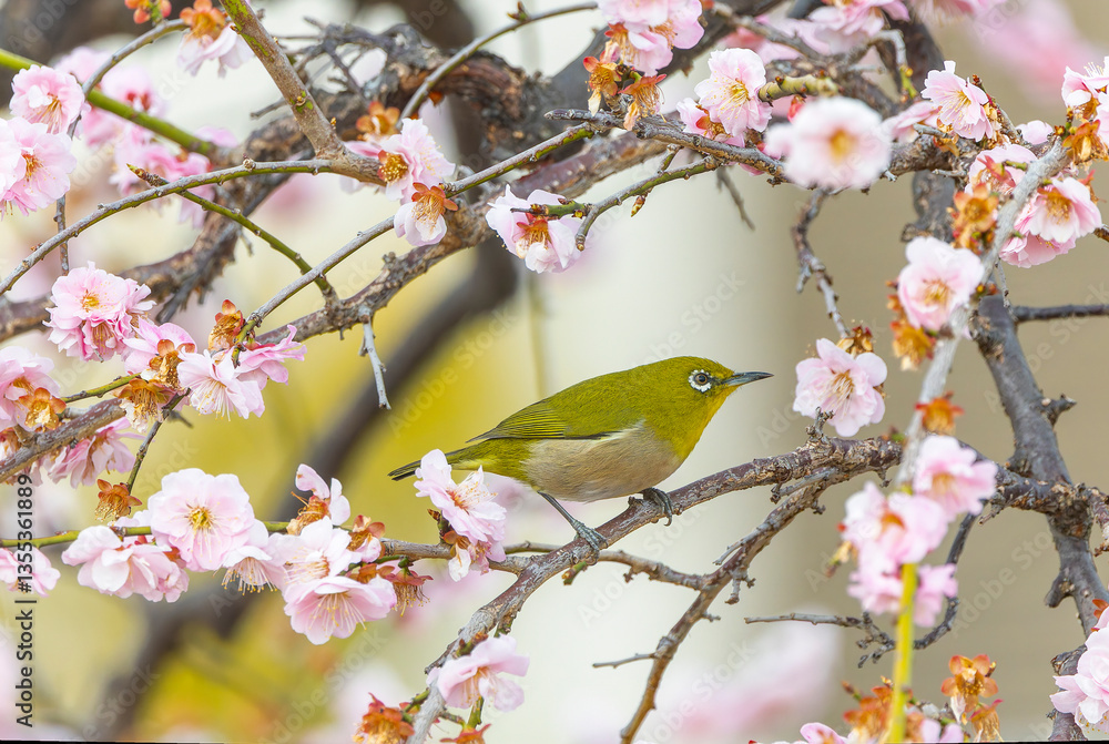 Fototapeta premium 開花した梅の木の枝にとまるメジロ