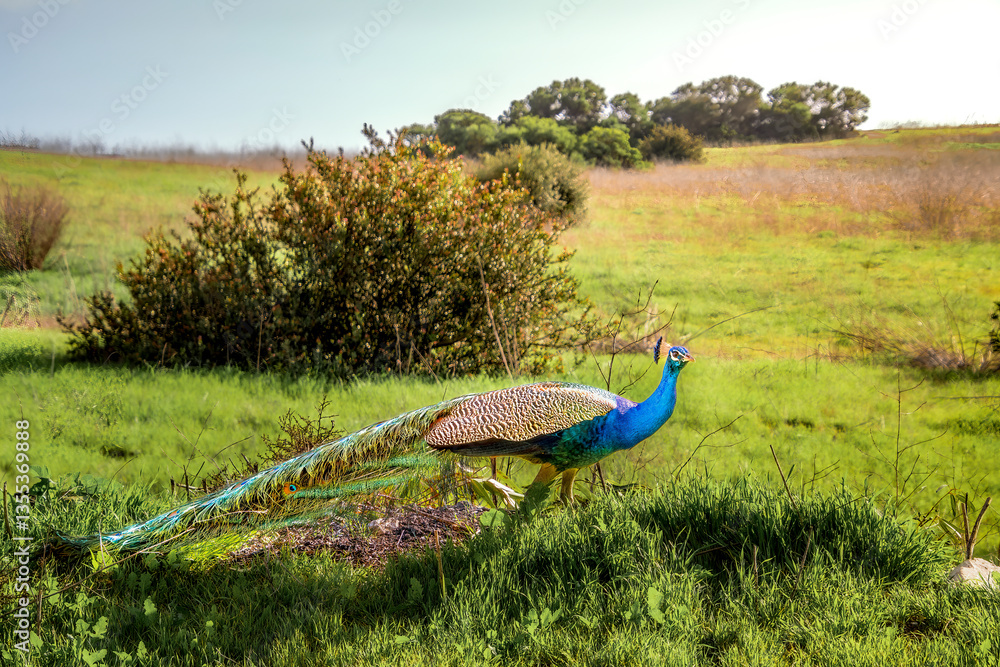 Colorful peacock crossing the countryside area of Portuguese Bend in Palos Verdes, CA during Springtime