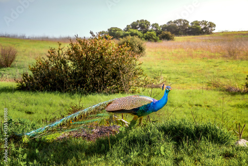 Obraz na płótnie Colorful peacock crossing the countryside area of Portuguese Bend in Palos Verdes, CA during Springtime w salonie