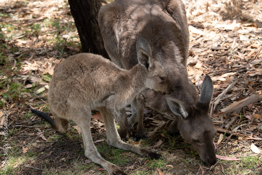 Fototapeta premium the joey is watching its mother eat grass