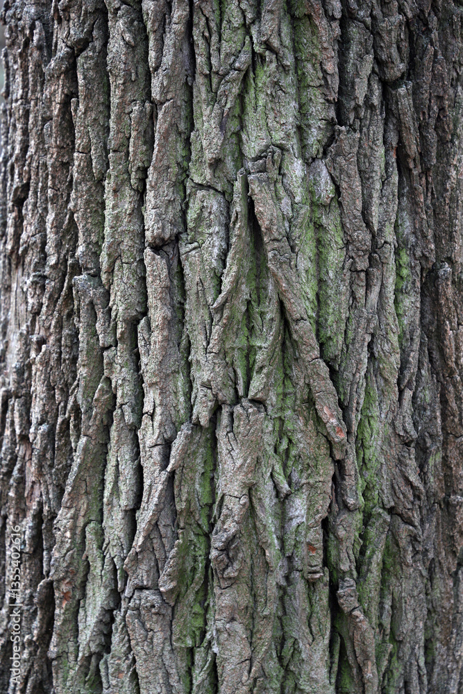 tree bark texture close up tree bark texture close up
