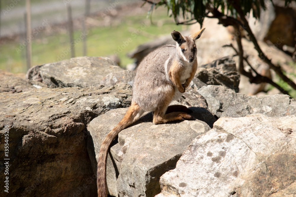 Naklejka premium the yellow footed rock wallaby is climbing on rocks
