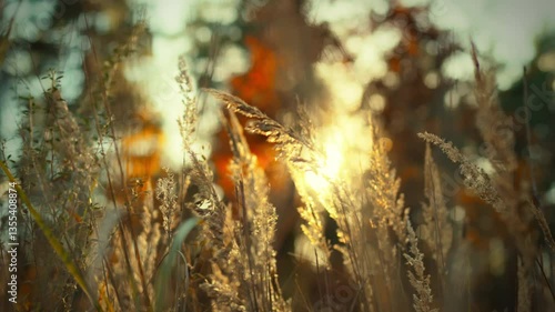 Sunlight gently illuminates tall grass in a tranquil outdoor setting during the evening hours. The warm glow creates a peaceful atmosphere, inviting relaxation and reflection
