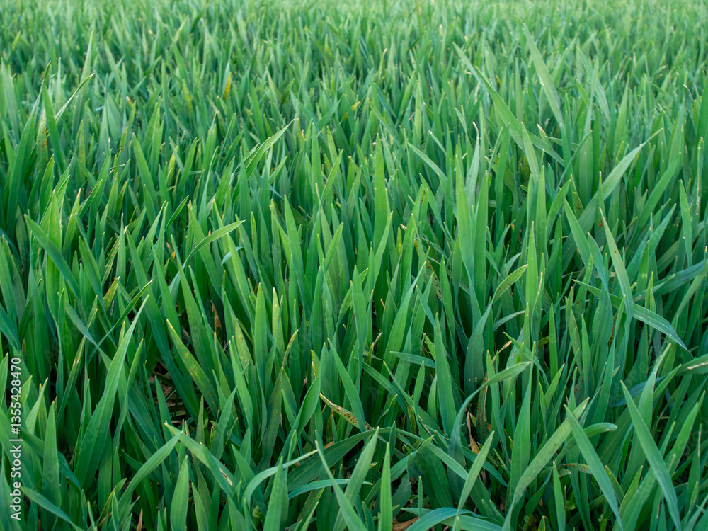 close up on grass in the village of Kanne Riemst close up on grass in the village of Kanne Riemst