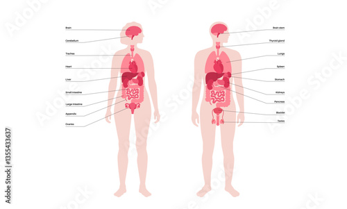 Human internal organs