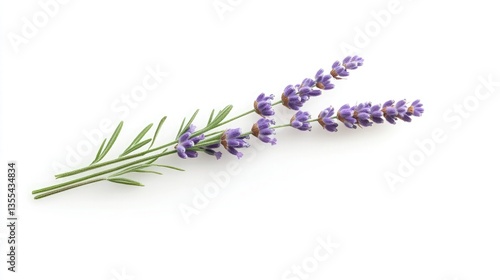 A single lavender sprig beautifully isolated with its soft purple buds and green stem showcased on a clean plain white surface