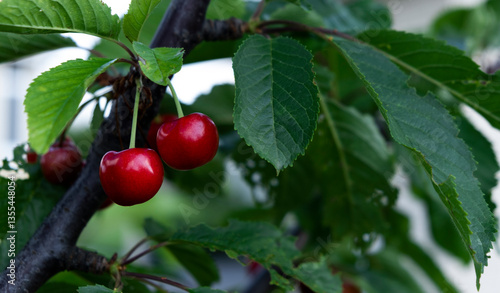 Two ripe red sweet cherries hanging on stem among lush green leaves on a tree. Summer harvest. Organic gardening. Healthy growing.