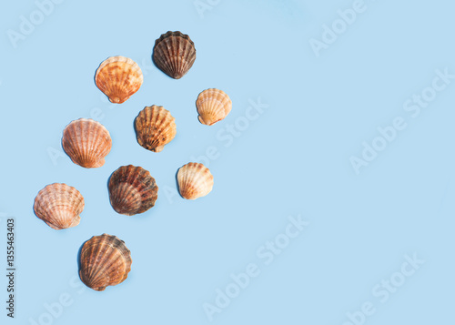 Composition with sea shell on blue minimal background. Summer frame concept, travel vacation pattern. Ocean shells isolated, marine set. Flat lay, top view, place for text, copy space banner