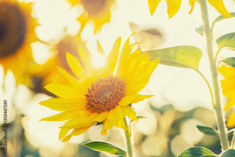 Naklejka premium Sunny Sunflowers: Yellow sunflowers in a field, flooded with backlight. Suitable for creating summer banners, postcards, backgrounds for websites and blogs, advertising and social media design