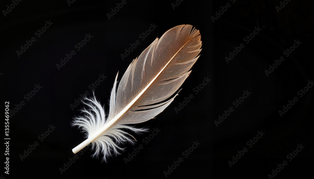 Obraz premium Feather gracefully falling through air in studio setting, motion capture