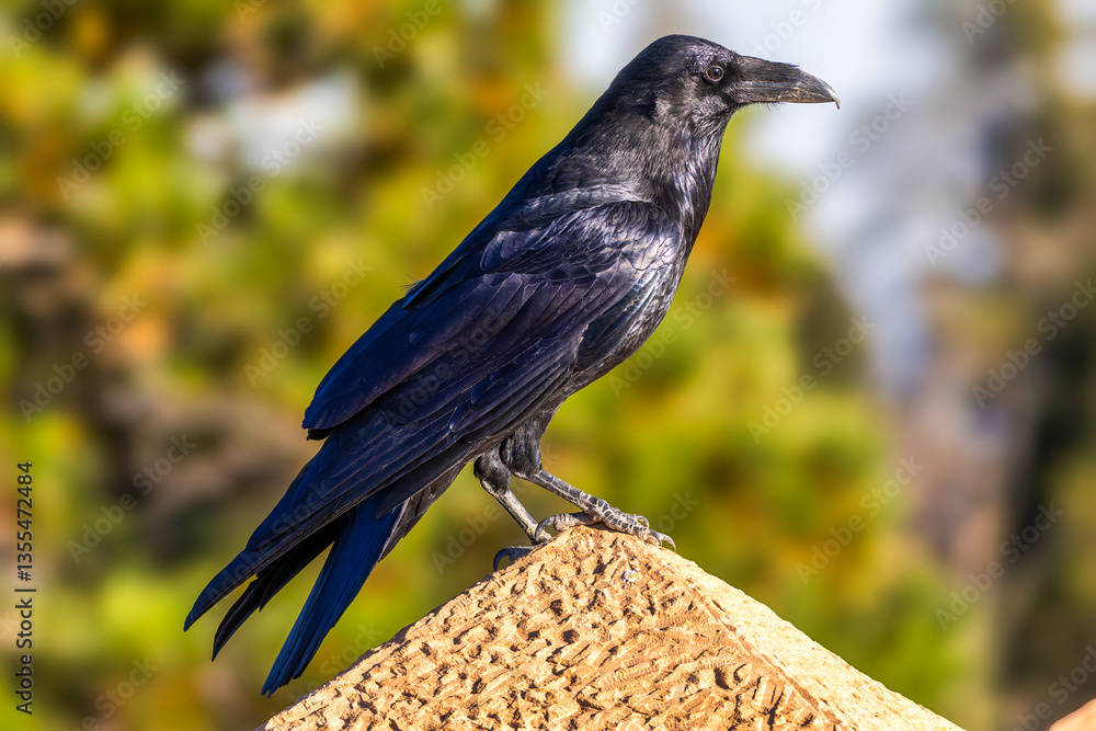 Raven portrait against blurred background. A raven is any of several larger-bodied passerine bird species in the genus Corvus