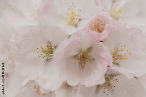 dreamy background with close up of white and pink flowers of sakura or plum tree