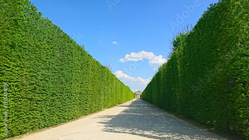 A beautiful pathway lined with manicured hedges in the Gardens of Versailles