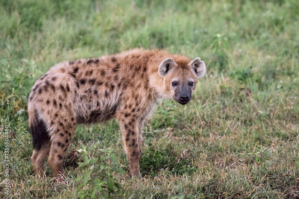 Spotted Hyena waiting for the lions to finish Spotted Hyena waiting for the lions to finish