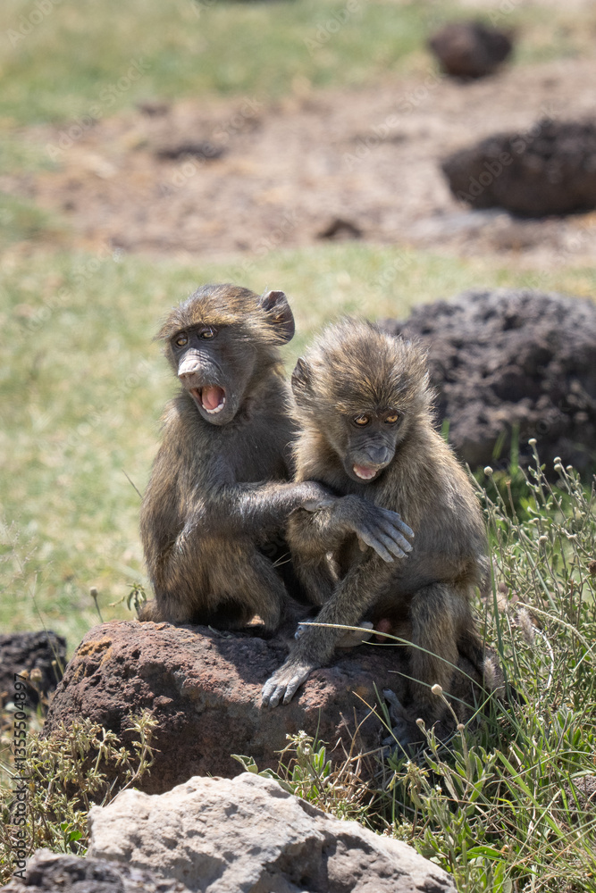 Two young baboons playing on a rock Two young baboons playing on a rock