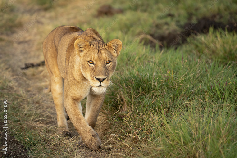 Lioness in the Ngorogoro Crater walking down a path Lioness in the Ngorogoro Crater walking down a path