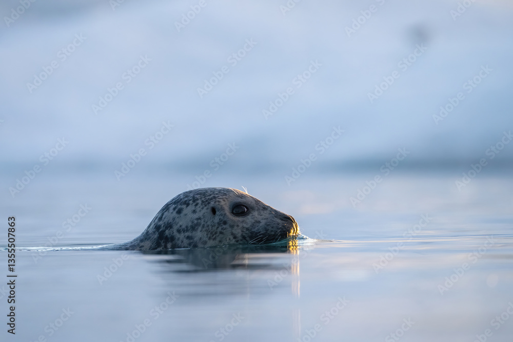 Fototapeta premium Harbor seal (Phoca vitulina). Emerging from icy water. Arctic ocean. Serene and reflective.