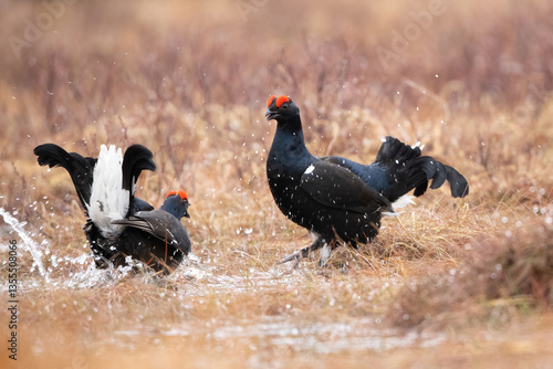 Black Grouse (Lyrurus tetrix). Two male black grouse engaged in an intense display of dominance. Open moorland with wet grass and splashing water. The dramatic action and flying water droplets.
