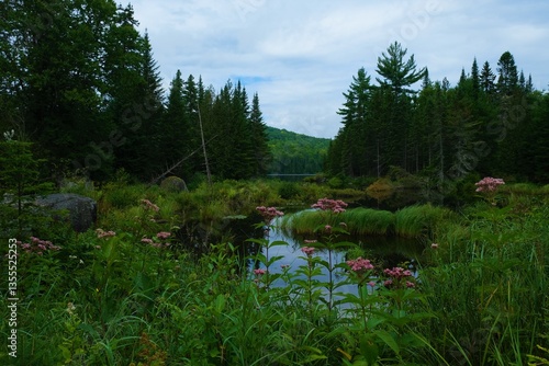 Beautiful landscape with lake, pine trees and flowers
