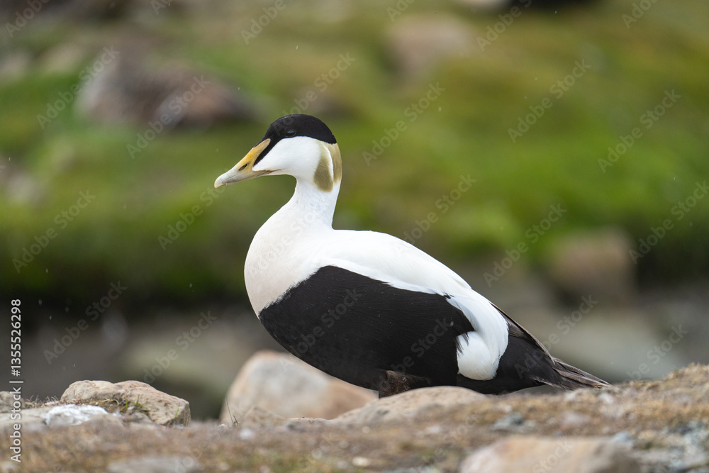 Fototapeta premium Male common eider (Somateria mollissima) in Longyearbyen, Svalbard, Norway
