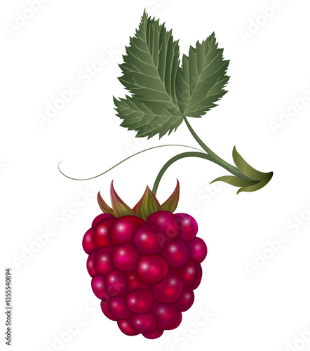raspberry on white background