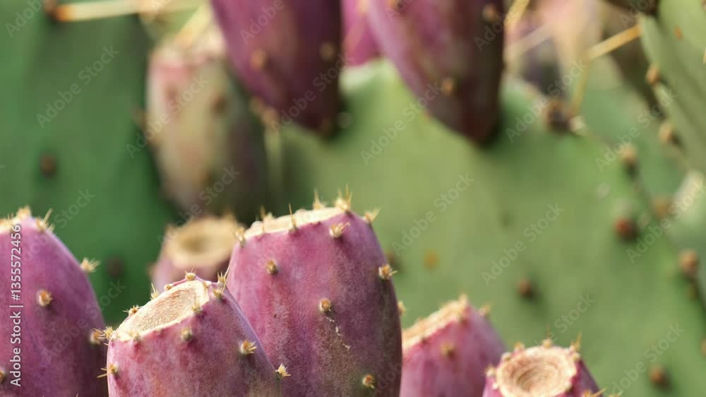 Opuntia plant.Prickly pear green leaves and purple fruits close-up.Cactus family.Opuntia engelmannii. 4k footage Opuntia plant.Prickly pear green leaves and purple fruits close-up.Cactus family.Opuntia engelmannii. 4k footage