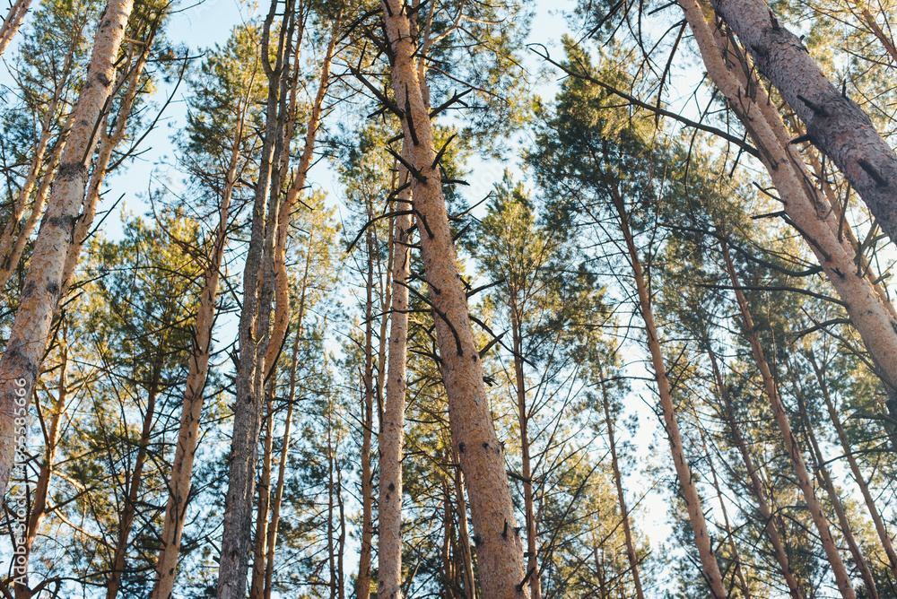 Fototapeta premium Pine forest. Pine trunks. Coniferous trees.