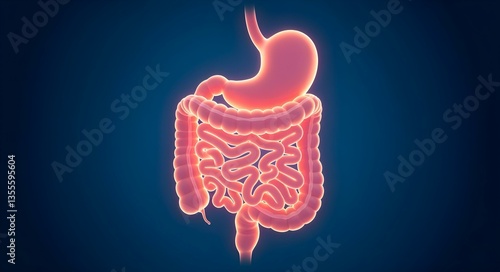 Anatomy of Digestion: A detailed, vivid depiction of the human digestive system, highlighting the intricate structures of the stomach and intestines against a contrasting backdrop.