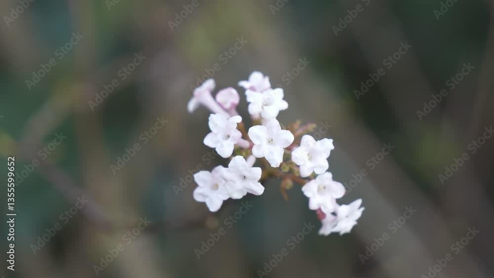 A close up view of tree flowers in spring. A close up view of tree flowers in spring.