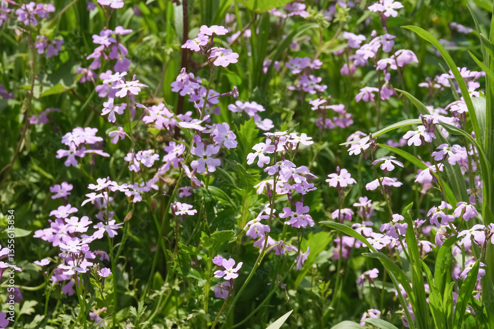 Spring bloom Egyptian Honesty, Maltese Cross (lat.- Ricotia lunaria) Spring bloom Egyptian Honesty, Maltese Cross (lat.- Ricotia lunaria)