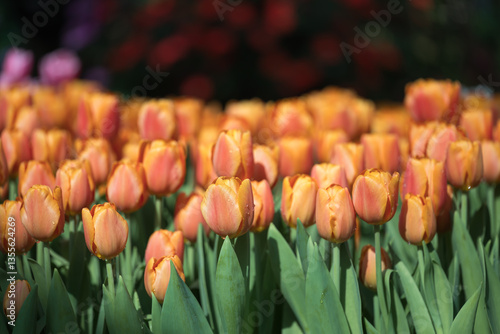 Orange tulips blooming at ornamental garden in spring time, Flower background