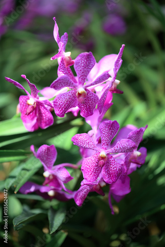 Purple orchid flowers (Ascocentrum miniatum or Vanda miniatum)